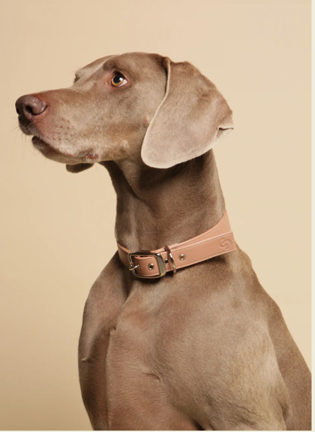 Vegan Apple Leather Dog Accessories