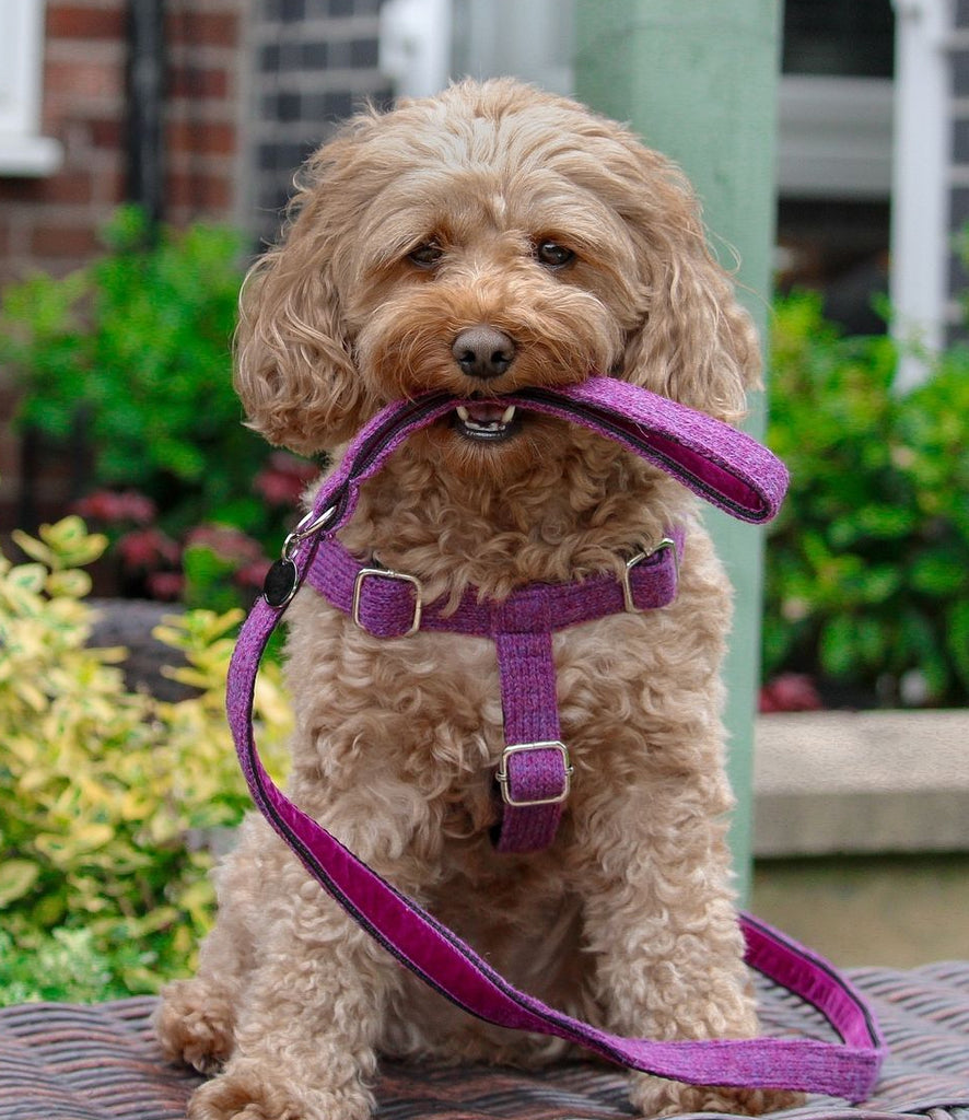 Dog Harnesses