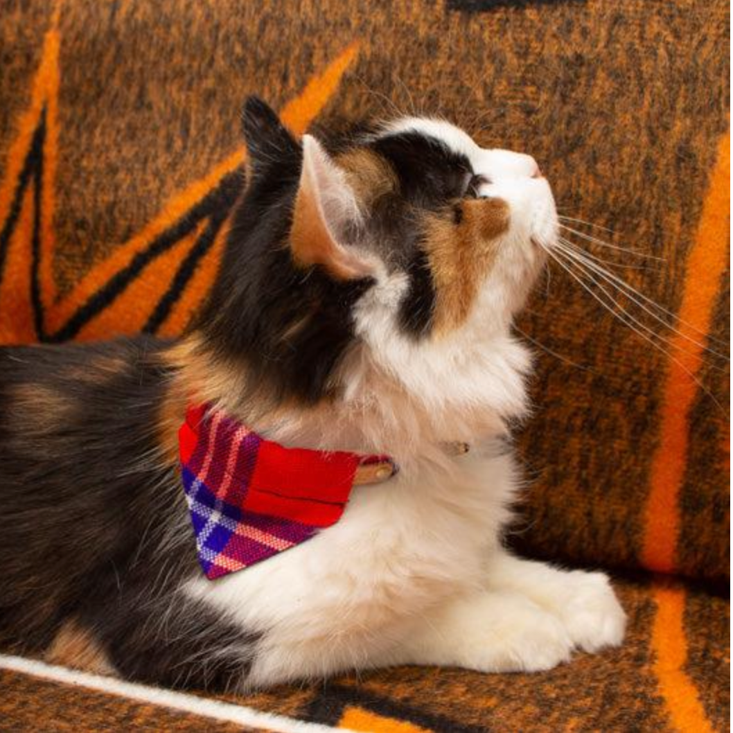 Cat bandanna best sale