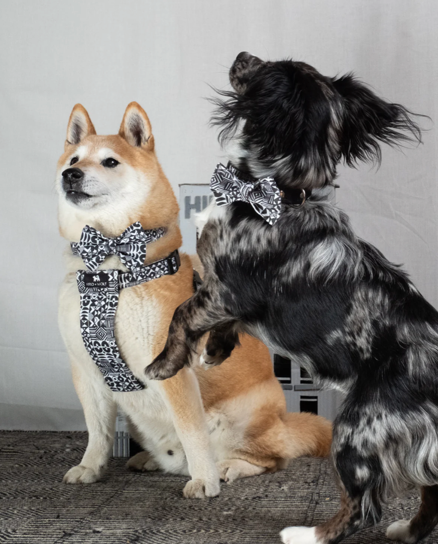 Dogs in ties fashion