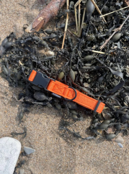 Orange coloured dog collar made from recycled ocean plastics, nestled among seaweed on a beach